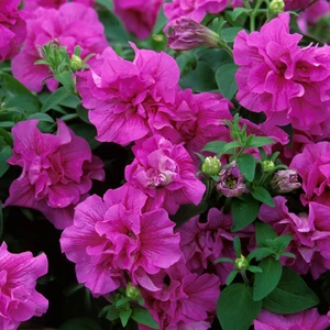 Picture - Kerley & Co