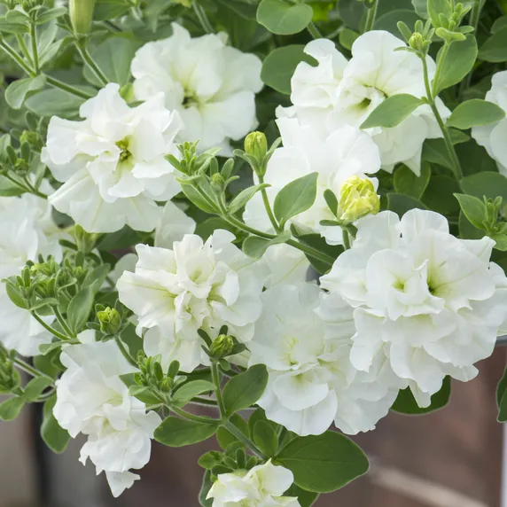 Picture - Kerley & Co