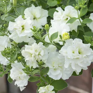 Picture - Kerley & Co