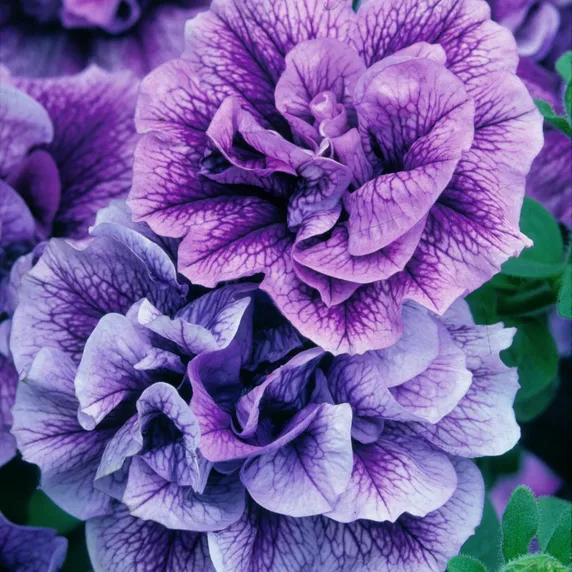 Picture - Kerley & Co