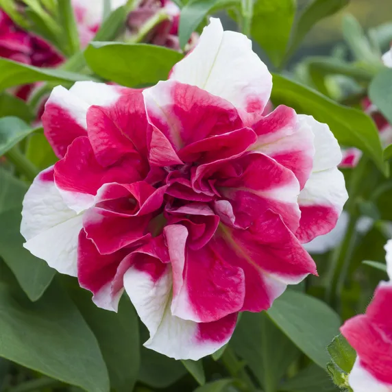 Picture - Kerley & Co