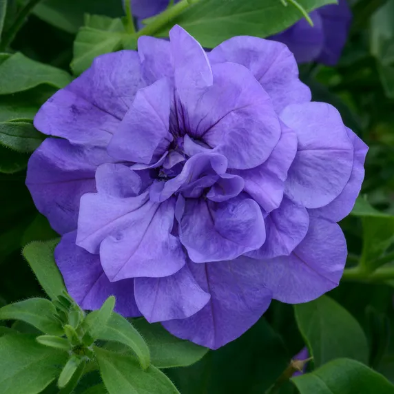 Picture - Kerley & Co