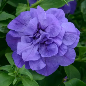 Picture - Kerley & Co