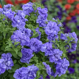 Picture - Kerley & Co