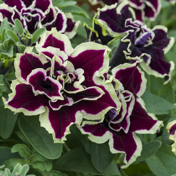 Picture - Kerley & Co