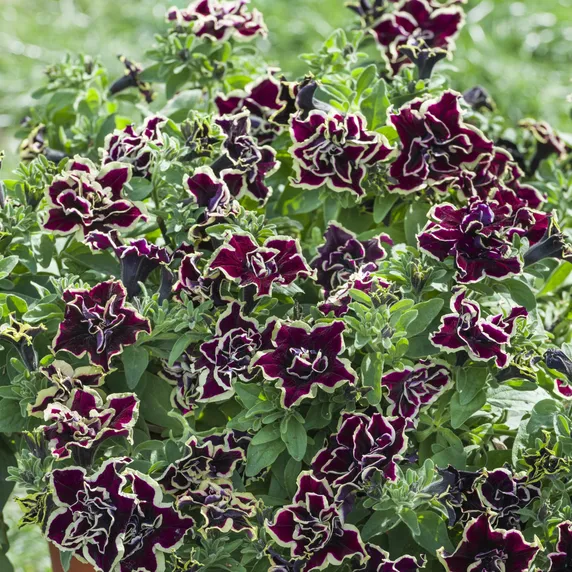 Picture - Kerley & Co