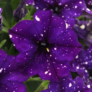 Picture - Ball Horticultural