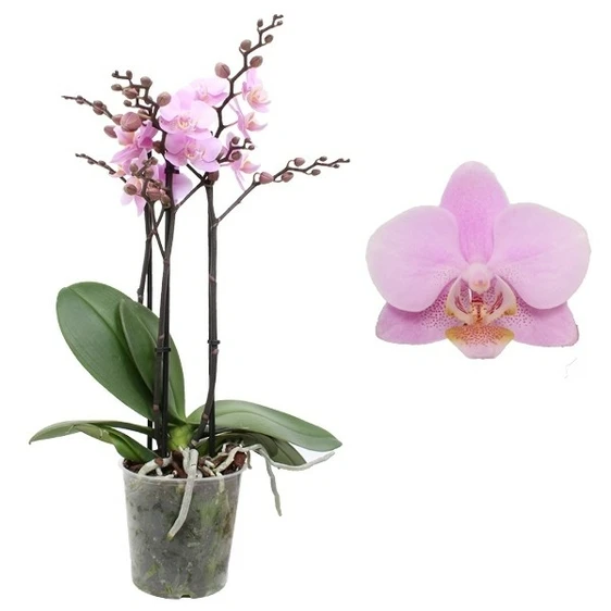 Phalaenopsis 'Beaution'