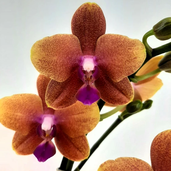 Phalaenopsis 'Bolgheri' - image 2