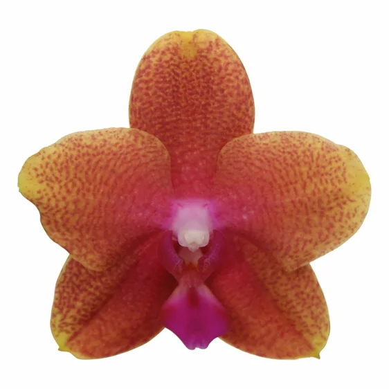 Phalaenopsis 'Bolgheri' - image 3