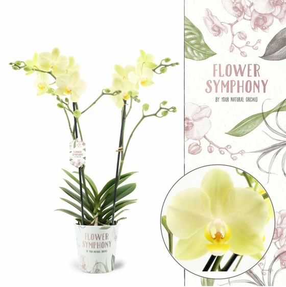 Phalaenopsis 'Cali'