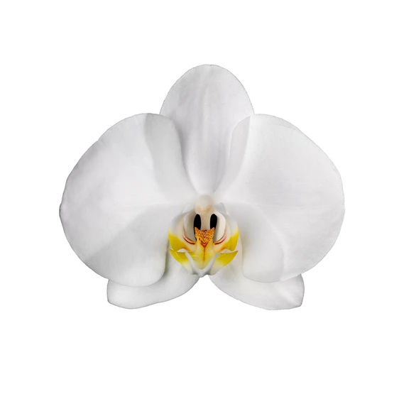 Phalaenopsis 'Cambridge' - image 2