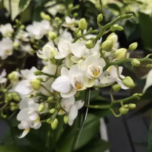 Phalaenopsis 'Compacto White' - image 2