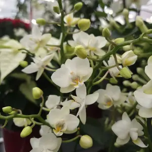 Phalaenopsis 'Compacto White'