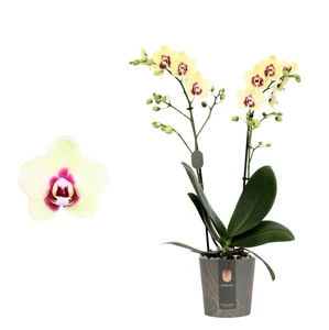 Phalaenopsis 'Deep Secret'