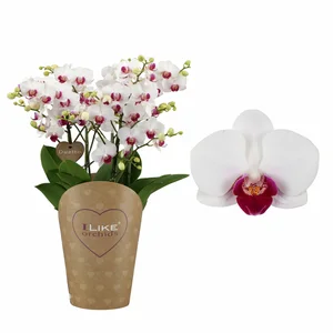 Phalaenopsis Duetto 'Safe Haven' - image 1
