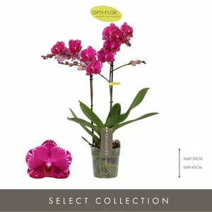Phalaenopsis Exclusivo 'Asian Violin' - image 2