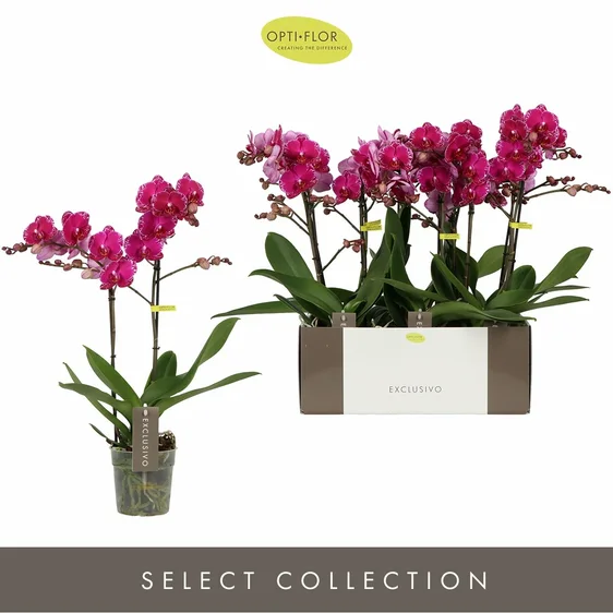 Phalaenopsis Exclusivo 'Asian Violin' - image 2