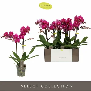 Phalaenopsis Exclusivo 'Asian Violin' - image 2