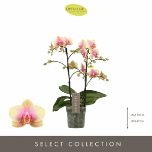 Phalaenopsis Exclusivo 'Belle Helene' - image 1