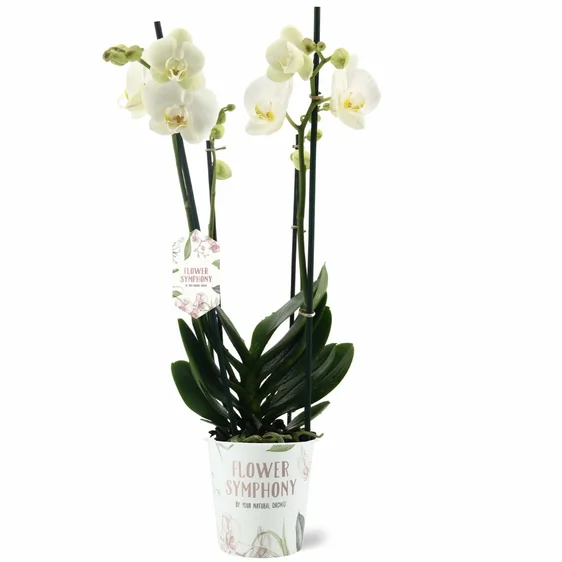 Phalaenopsis 'Ghent' - image 3