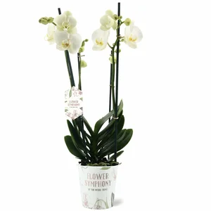 Phalaenopsis 'Ghent' - image 3