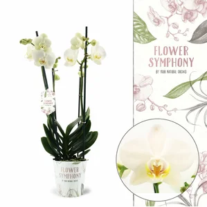 Phalaenopsis 'Ghent' - image 1
