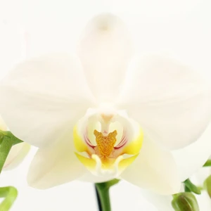 Phalaenopsis 'Ghent' - image 2