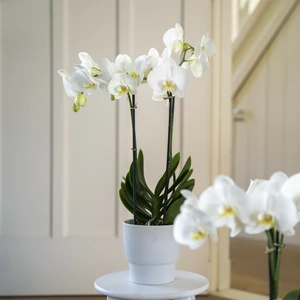 Phalaenopsis 'Ghent' - image 4