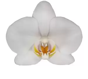 Phalaenopsis 'Ipswich' - image 2