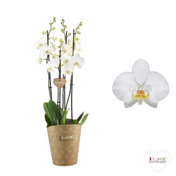 Phalaenopsis 'Leeds' 17cm - image 1