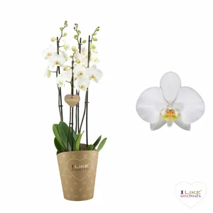 Phalaenopsis 'Leeds' 17cm - image 1