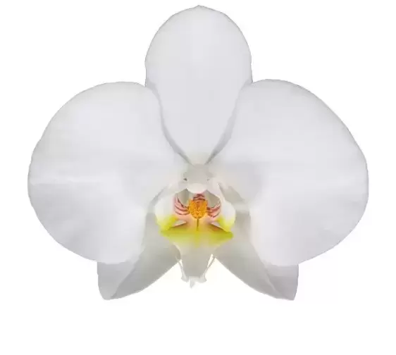 Phalaenopsis 'Leeds' 17cm - image 2