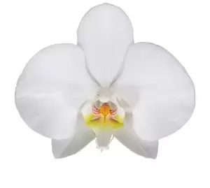 Phalaenopsis 'Leeds' 17cm - image 2