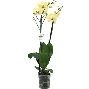 Phalaenopsis 'Limelight' - image 1