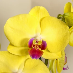 Phalaenopsis 'Limelight' - image 2