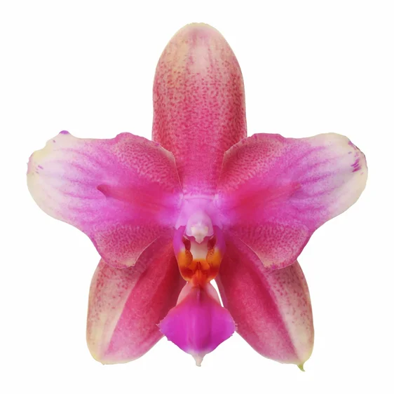 Phalaenopsis 'Liodoro' - image 2