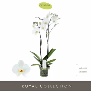 Phalaenopsis Maistro 'Beethoven' - image 3