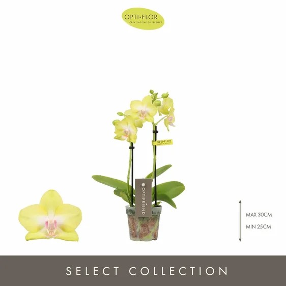 Phalaenopsis Optifriend 'Yellow' - image 1