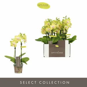 Phalaenopsis Optifriend 'Yellow' - image 2