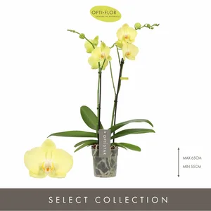 Phalaenopsis Optistar 'Ferrara' - image 1