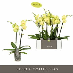 Phalaenopsis Optistar 'Ferrara' - image 2