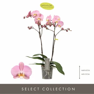 Phalaenopsis Optistar 'Padova' - image 1