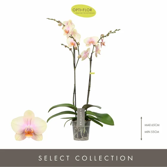 Phalaenopsis Optistar 'Peaches' - image 1