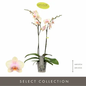 Phalaenopsis Optistar 'Peaches' - image 1