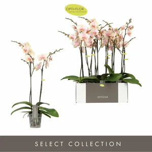 Phalaenopsis Optistar 'Peaches' - image 2