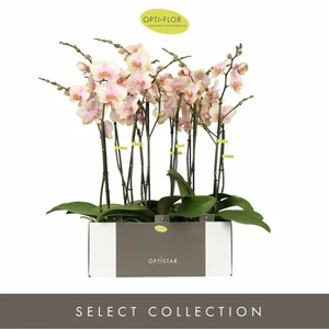 Phalaenopsis Optistar 'Peaches' - image 3