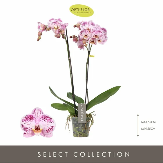 Phalaenopsis Optistar 'Sorano' - image 1