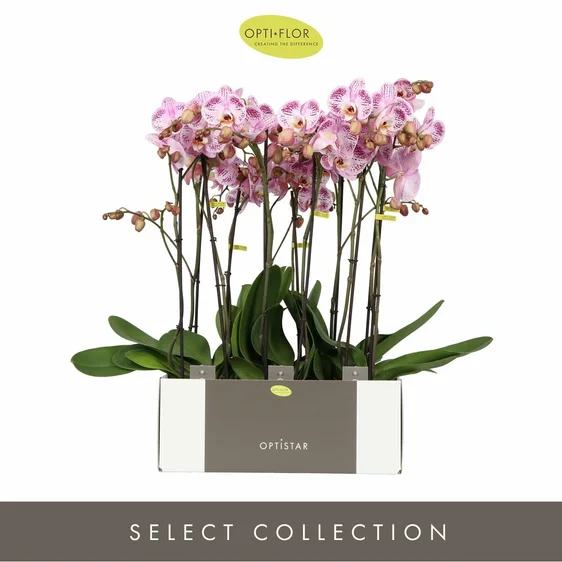 Phalaenopsis Optistar 'Sorano' - image 2