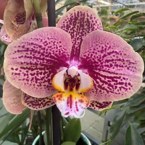 Phalaenopsis 'Paradox' - image 1